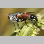 Cylindromyia brassicaria - Raupenfliege 01a.jpg